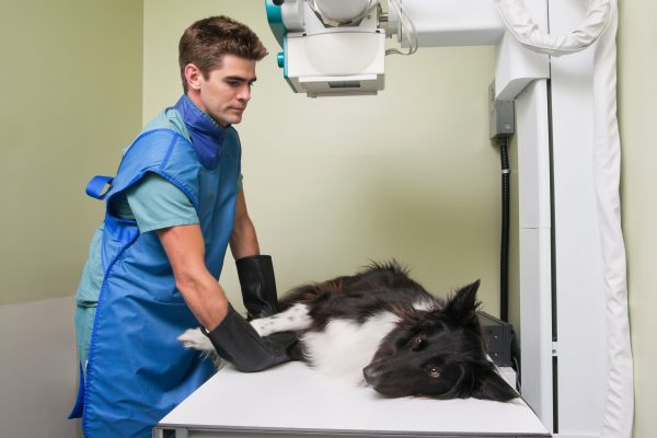 Veterinarian taking out X-ray