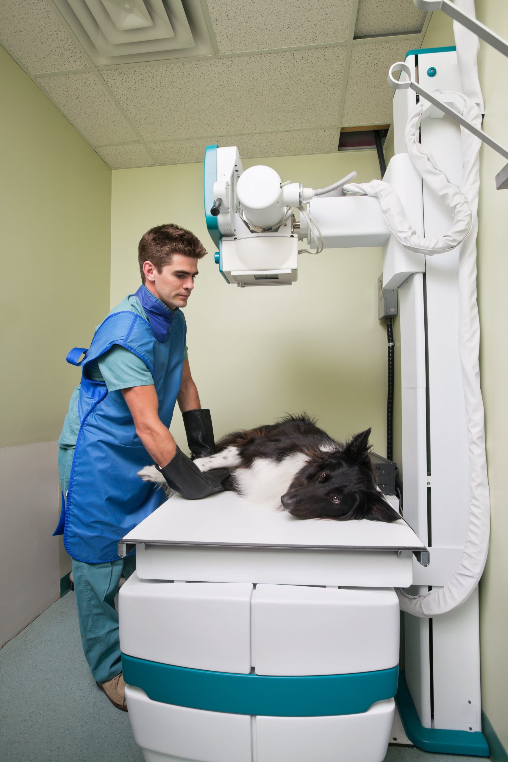 Veterinary Radiology Experts at Wholesale X-ray Film